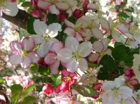 dwarf crabapple tree varieties.